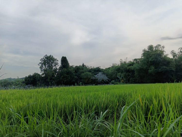 Garis Terlarang di Hutan Sunyi yang Menggoda Nyawa