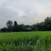 Garis Terlarang di Hutan Sunyi yang Menggoda Nyawa
