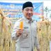 Kapolri Sebut Produksi Jagung Nasional Naik 6,74 Persen Lewat Program Ketahanan Pangan