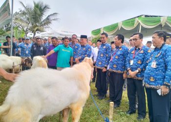 Bupati Tanggamus Pastikan Stok Hewan Qurban Aman dan Mencukupi