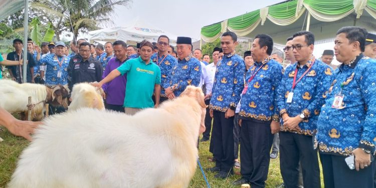Bupati Tanggamus Pastikan Stok Hewan Qurban Aman dan Mencukupi