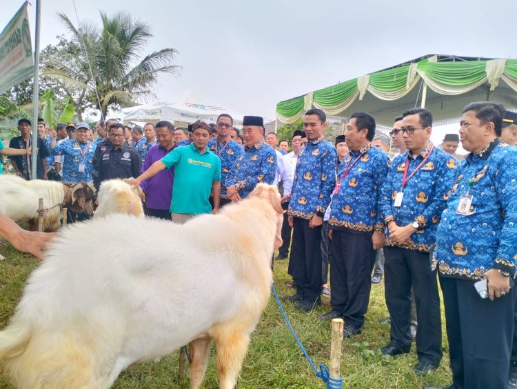 Bupati Tanggamus Pastikan Stok Hewan Qurban Aman dan Mencukupi