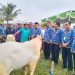 Bupati Tanggamus Pastikan Stok Hewan Qurban Aman dan Mencukupi