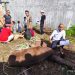 Tradisi Qurban di PPTQ MSI Lampung Jadi Wujud Nyata Nilai Sakai Sambayan