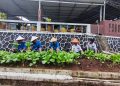 Dari Dibina Menjadi Berguna, WBP Lapas Kalianda Panen Hasil Pertanian Sendiri