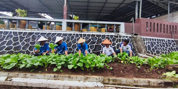 Dari Dibina Menjadi Berguna, WBP Lapas Kalianda Panen Hasil Pertanian Sendiri
