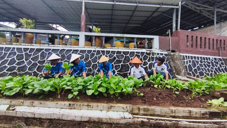 Dari Dibina Menjadi Berguna, WBP Lapas Kalianda Panen Hasil Pertanian Sendiri