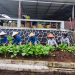 Dari Dibina Menjadi Berguna, WBP Lapas Kalianda Panen Hasil Pertanian Sendiri